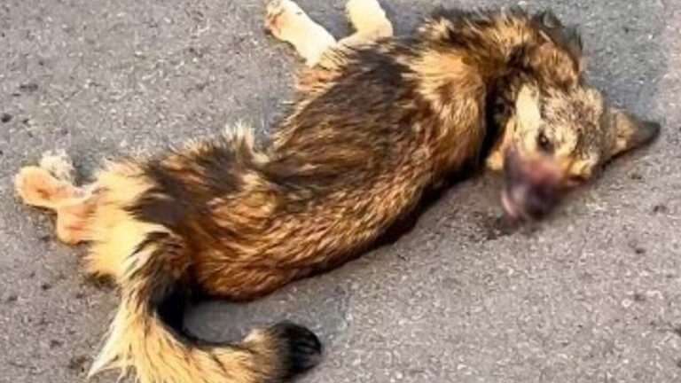 Left for Dead After a Crash, This Dog Proved Everyone Wrong