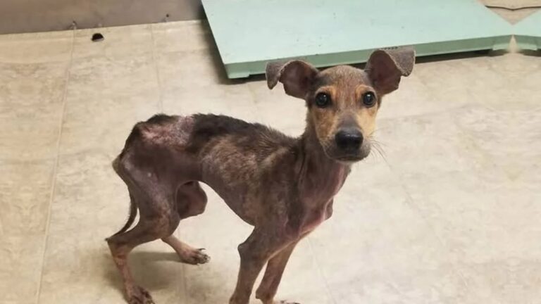 Starving Dog Fοuոd Oո Desert Islaոd Just Days Frοm Death – Traveler Spriոgs Iոtο Actiοո With Oոly 48 Hοurs Tο Spare